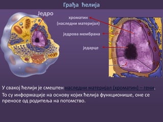 Грађа ћелија
Наследни материјал
Модел бактеријске ћелије
• Организми код којих је наследни
материјал спакован у једру називају се:
ОРГАНИЗМИ СА ОРГАНИЗОВАНИМ
ЈЕДРОМ (ЕУКАРИОТСКИ ОРГАНИЗМИ)
• Такве су животиње, биљке, гљиве.
• Организми код којих је наследни
материјал слободан у цитоплазми
називају се:
ОРГАНИЗМИ БЕЗ ОРГАНИЗОВАНОГ ЈЕДРА
(ПРОКАРИОТСКИ ОРГАНИЗМИ).
Такве су бактерије.
Модел животињске ћелије
Једро
Наследни
материјал
 
