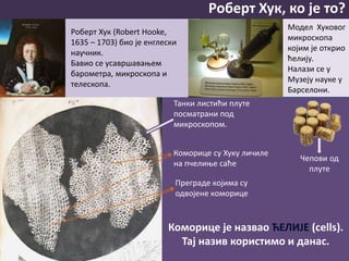 Роберт Хук, ко је то?
Роберт Хук (Robert Hooke,
1635 – 1703) био је енглески
научник.
Бавио се усавршавањем
барометра, микроскопа и
телескопа.
Чепови од
плуте
Модел Хуковог
микроскопа
којим је открио
ћелију.
Налази се у
Музеју науке у
Барселони.
Коморице је назвао ЋЕЛИЈЕ (cells).
Тај назив користимо и данас.
Коморице су Хуку личиле
на пчелиње саће
Преграде којима су
одвојене коморице
Танки листићи плуте
посматрани под
микроскопом.
 