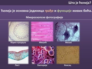 Ћелија
Ћелија је основна јединица грађе и функције живих бића.
Микроскопске фотографије
Шта је ћелија?
Лист
Корен кукуруза МозакМишић
Бактерије Квасац
 