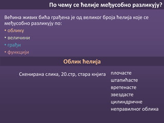 ЋелијаПо чему се ћелије међусобно разликују?
Већина живих бића грађена је од великог броја ћелија које се
међусобно разликују по:
• облику
• величини
• грађи
• функцији
Ко је каквог облика?
• плочасте
• штапићасте
• вретенасте
• звездасте
• цилиндричне
• неправилног облика
Биљне ћелије Животињске ћелије
 