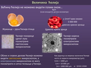 Грађа ћелија
Ћелијска мембрана
Цитоплазма
Једро
Ћелијске
органеле
Модел животињске ћелије Модел биљне ћелије
 
