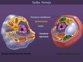 • Обавија ћелију
• Даје облик
• Штити
• Селективно је пропустљива јер има
способност да пропушта одређене
материје које ће ући у ћелију или из
ње изаћи.
Ћелијска мембрана је танка опна која:
Лист папира има дебљину као када би
10 000 ћелијских опни наслагали једну
преко друге
Грађа ћелија
Ћелијска мембрана
Транспорт супстанци кроз ћелијску мембрану
Модел животињске ћелије
Погледај видео о транспорту
кроз ћелијску мембрану
 