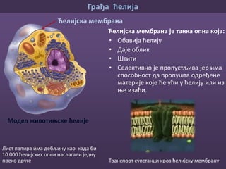Грађа ћелија
Модел животињске ћелије
Цитоплазма
Сачињена је од:
• воде
• минерала
• беланчевина
• масти
• шећера
Цитоплазма је густа течност која
испуњава унутрашњост ћелије.
У цитоплазми се одвијају животни
процеси.
 