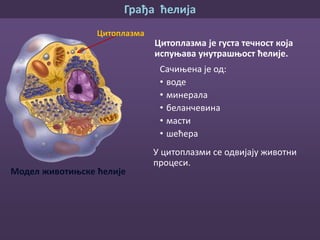 Грађа ћелија
Ћелијске органеле су сићушна телашца видљива само електронским
микроскопом . Свака ћелијска органела има одређену улогу ћелији.
Голџијевапарат
Центриоле
повећава
површину
ћелије
Стварају
беланчевине
Улога у излучивању
разлаже
крупне
молекуле
улога
у деоби
ћелије
Улога у
ћелијском
дисању
 