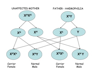 113
XhY
XH XH
Xh Y
XHXH
XH YXHXh
XHY XHXh
UNAFFECTED MOTHER FATHER - HAEMOPHILIA
Carrier Normal Carrier Normal
Female Male Female Male
 