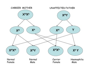 115
XHY
XH Xh
XH Y
XHXh
Xh YXHXH
XHY XHXh
CARRIER MOTHER UNAFFECTED FATHER
Normal Normal Carrier Haemophilia
Female Male Female Male
 