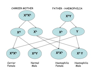 117
XhY
XH Xh
Xh Y
XHXh
Xh YXHXh
XHY XhXh
CARRIER MOTHER FATHER - HAEMOPHILIA
Carrier Normal Haemophilia Haemophilia
Female Male Female Male
 