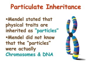 11
Mendel stated that
physical traits are
inherited as “particles”
Mendel did not know
that the “particles”
were actually
Chromosomes & DNA
Particulate Inheritance
 