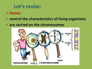 Let’s revise:
Genes:
 control the characteristics of living organisms
 are carried on the chromosomes
 