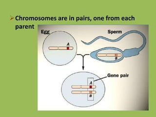 Chromosomes are in pairs, one from each
parent
 