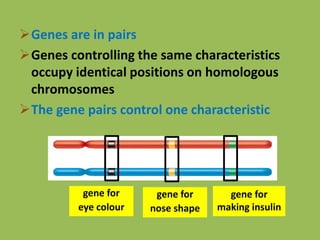 Genes are in pairs
Genes controlling the same characteristics
occupy identical positions on homologous
chromosomes
The gene pairs control one characteristic
gene for
eye colour
gene for
nose shape
gene for
making insulin
 