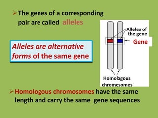 The genes of a corresponding
pair are called alleles
Homologous chromosomes have the same
length and carry the same gene sequences
Alleles are alternative
forms of the same gene
Gene
 