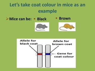 Let’s take coat colour in mice as an
example
Mice can be:  Black  Brown
 