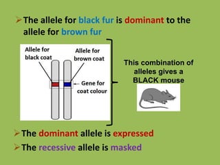 The allele for black fur is dominant to the
allele for brown fur
This combination of
alleles gives a
BLACK mouse
The dominant allele is expressed
The recessive allele is masked
 