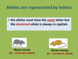 Alleles are represented by letters
the alleles must have the same letter but
the dominant allele is always in capitals
Black mouse
(B – dominant allele)
Brown mouse
(b – recessive allele)
 