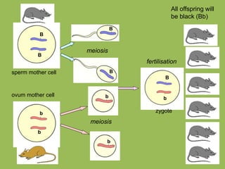 B
B
B
B
b
b
b
b
B
b
meiosis
meiosis
fertilisation
All offspring will
be black (Bb)
sperm mother cell
ovum mother cell
zygote
 