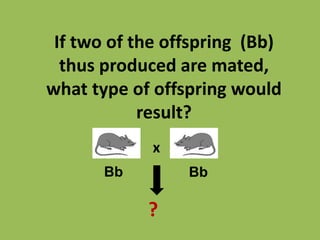 If two of the offspring (Bb)
thus produced are mated,
what type of offspring would
result?
Bb Bb
x
?
 