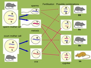 B
b
B
b
B
b
B
b
B
B
B
b
B
b
b
b
BB
Bb
Bb
bb
sperm mother cell
ovum mother cell
meiosis
Possible combinationsFertilisation
sperms
ova
zygotes
 