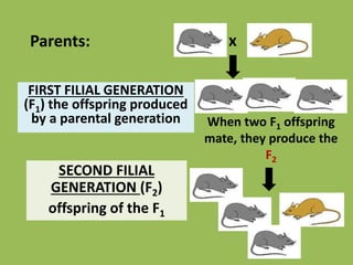 FIRST FILIAL GENERATION
(F1) the offspring produced
by a parental generation
xParents:
SECOND FILIAL
GENERATION (F2)
offspring of the F1
When two F1 offspring
mate, they produce the
F2
 