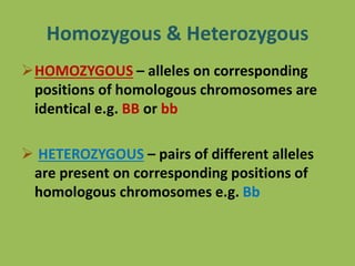 Homozygous & Heterozygous
HOMOZYGOUS – alleles on corresponding
positions of homologous chromosomes are
identical e.g. BB or bb
 HETEROZYGOUS – pairs of different alleles
are present on corresponding positions of
homologous chromosomes e.g. Bb
 