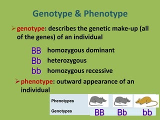 Genotype & Phenotype
genotype: describes the genetic make-up (all
of the genes) of an individual
homozygous dominant
heterozygous
homozygous recessive
phenotype: outward appearance of an
individual
 