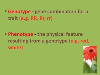 27
 Genotype - gene combination for a
trait (e.g. RR, Rr, rr)
 Phenotype - the physical feature
resulting from a genotype (e.g. red,
white)
 
