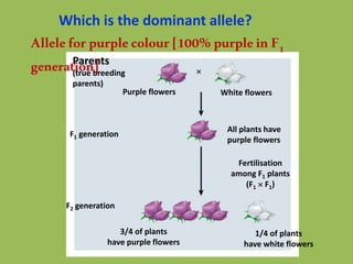 Which is the dominant allele?
Parents
(true breeding
parents)
F1 generation
F2 generation
Purple flowers White flowers

All plants have
purple flowers
Fertilisation
among F1 plants
(F1  F1)
3/4 of plants
have purple flowers
1/4 of plants
have white flowers
Alleleforpurplecolour[100% purpleinF1
generation]
 