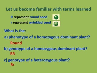 Let us become familiar with terms learned
R represent round seed
r represent wrinkled seed
Round
What is the:
a) phenotype of a homozygous dominant plant?
b) genotype of a homozygous dominant plant?
c) genotype of a heterozygous plant?
RR
Rr
 
