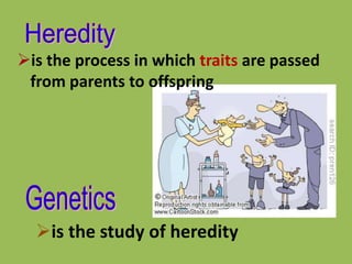 is the study of heredity
is the process in which traits are passed
from parents to offspring
 