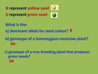 B represent yellow seed
b represent green seed
What is the:
a) dominant allele for seed colour?
b) genotype of a homozygous recessive plant?
B
bb
c) genotype of a true breeding plant that produces
green seeds?
bb
 