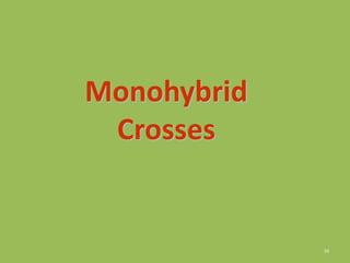 33
Monohybrid
Crosses
 