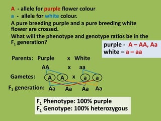 A - allele for purple flower colour
a - allele for white colour.
A pure breeding purple and a pure breeding white
flower are crossed.
What will the phenotype and genotype ratios be in the
F1 generation? purple - A – AA, Aa
white – a – aa
Parents: Purple x White
AA x aa
Gametes:
F1 generation: Aa Aa Aa Aa
A A ax a
F1 Phenotype: 100% purple
F1 Genotype: 100% heterozygous
 