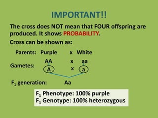 The cross does NOT mean that FOUR offspring are
produced. It shows PROBABILITY.
Cross can be shown as:
Parents: Purple x White
AA x aa
Gametes:
F1 generation: Aa
A x a
F1 Phenotype: 100% purple
F1 Genotype: 100% heterozygous
IMPORTANT!!
 
