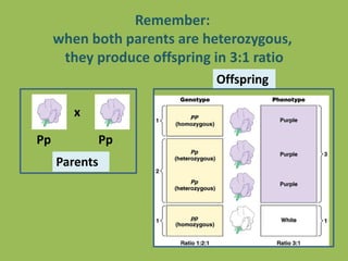 Remember:
when both parents are heterozygous,
they produce offspring in 3:1 ratio
Pp Pp
x
Parents
Offspring
 