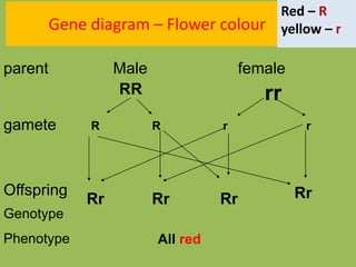 Gene diagram – Flower colour
Male female
RR rr
parent
gamete R R r r
Offspring
Rr RrRrRr
Genotype
Phenotype All red
Red – R
yellow – r
 