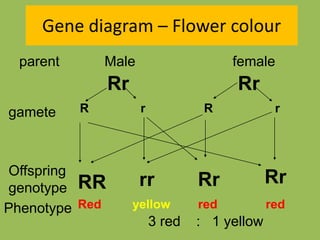 Gene diagram – Flower colour
Male female
Rr Rr
parent
gamete R r R r
Offspring
genotype RR RrRrrr
Phenotype Red yellow red red
3 red : 1 yellow
 