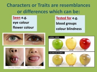 Characters or Traits are resemblances
or differences which can be:
Seen e.g.
eye colour
flower colour
Tested for e.g.
blood groups
colour blindness
 