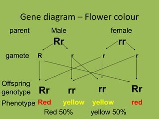Gene diagram – Flower colour
Male female
Rr rr
parent
gamete R r r r
Offspring
genotype Rr Rrrrrr
Phenotype Red yellow yellow red
Red 50% yellow 50%
 
