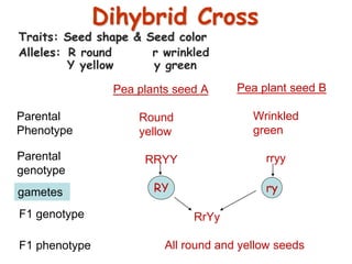 Dihybrid Cross
Traits: Seed shape & Seed color
Alleles: R round r wrinkled
Y yellow y green
Pea plants seed A
Round
yellow
RRYY
Pea plant seed B
Wrinkled
green
rryy
Parental
Phenotype
RY ry
RrYy
All round and yellow seeds
Parental
genotype
gametes
F1 genotype
F1 phenotype
 