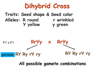 46
Dihybrid Cross
Traits: Seed shape & Seed color
Alleles: R round r wrinkled
Y yellow y green
RrYy x RrYy
RY Ry rY ry RY Ry rY ry
All possible gamete combinations
F1 x F1
gametes
 