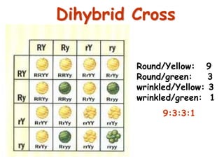51
Dihybrid Cross
Round/Yellow: 9
Round/green: 3
wrinkled/Yellow: 3
wrinkled/green: 1
9:3:3:1
 