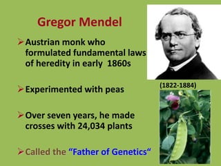 Gregor Mendel
(1822-1884)
Austrian monk who
formulated fundamental laws
of heredity in early 1860s
Experimented with peas
Over seven years, he made
crosses with 24,034 plants
Called the “Father of Genetics“
 