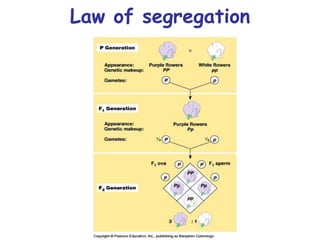 61
Law of segregation
 