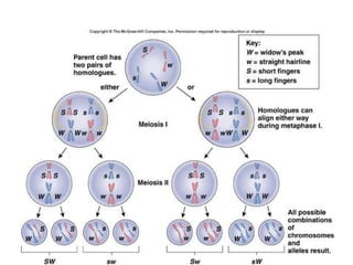 63
Instead of
1 trait at a
time, let’s
look at
how 2
traits can
be passed
together.
Connection: Mendel’s Laws and Meiosis
 