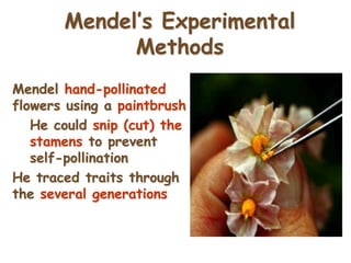 6
Mendel’s Experimental
Methods
Mendel hand-pollinated
flowers using a paintbrush
He could snip (cut) the
stamens to prevent
self-pollination
He traced traits through
the several generations
 