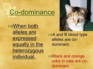 Co-dominance
When both
alleles are
expressed
equally in the
heterozygous
individual.
A and B blood type
alleles are co-
dominant.
Black and orange
color in cats are co-
dominant.
 