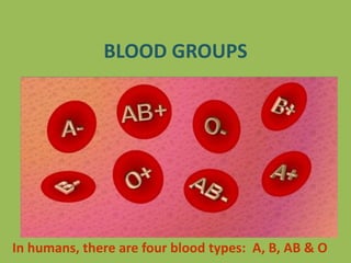 BLOOD GROUPS
In humans, there are four blood types: A, B, AB & O
 