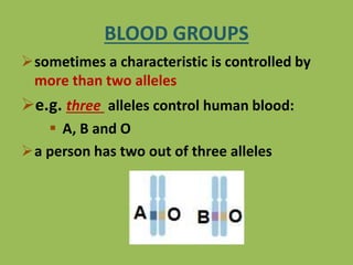 BLOOD GROUPS
sometimes a characteristic is controlled by
more than two alleles
e.g. three alleles control human blood:
 A, B and O
a person has two out of three alleles
 