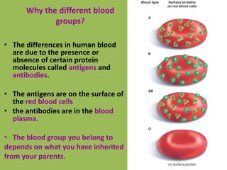 74
• The differences in human blood
are due to the presence or
absence of certain protein
molecules called antigens and
antibodies.
• The antigens are on the surface of
the red blood cells
• the antibodies are in the blood
plasma.
• The blood group you belong to
depends on what you have inherited
from your parents.
Why the different blood
groups?
 
