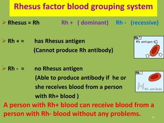 79
Rhesus factor blood grouping system
 Rhesus = Rh Rh + ( dominant) Rh - (recessive)
 Rh + = has Rhesus antigen
(Cannot produce Rh antibody)
 Rh - = no Rhesus antigen
(Able to produce antibody if he or
she receives blood from a person
with Rh+ blood )
A person with Rh+ blood can receive blood from a
person with Rh- blood without any problems.
 